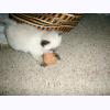 w2056 Giant Walnut captured.jpg 211.1K